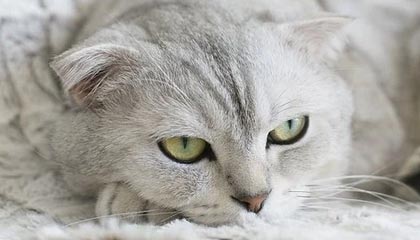 欧冠官方客户端安装-“菲律宾周琦”冲击2021选秀 攻防表现已有明显提升